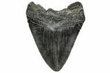 Fossil Megalodon Tooth - South Carolina #328610-1